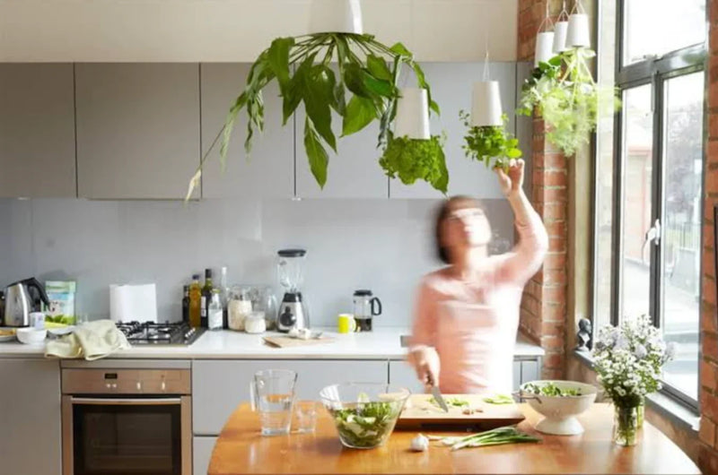 How to Create an Eco-Friendly Kitchen in Your Apartment: An SG & KL Guide