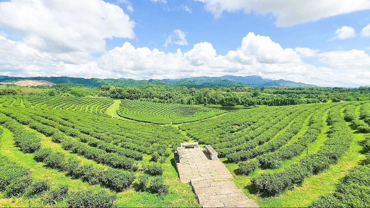 The Top 5 Matcha Spots in Thailand, Including One Where It Actually Grows